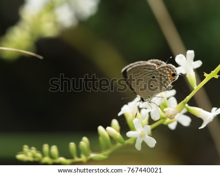 The Little Brown Butterfly Sucking Nectar on The Little White Flower Stamens