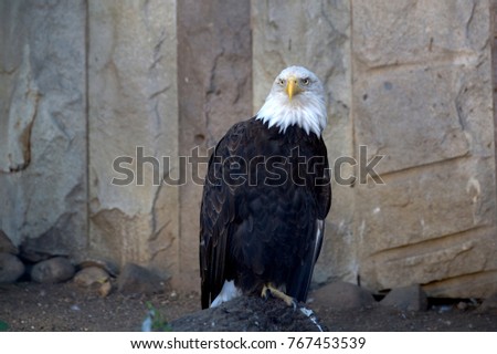 
Bald eagle in the zoo.