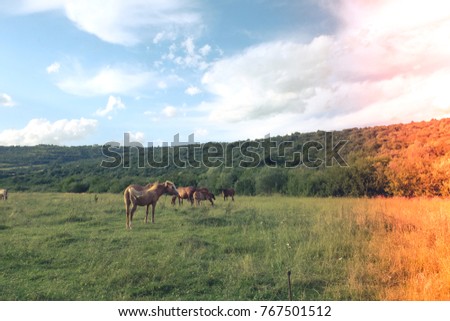 Horses grazing on a green meadow beautiful landscape with green grass and blue sky