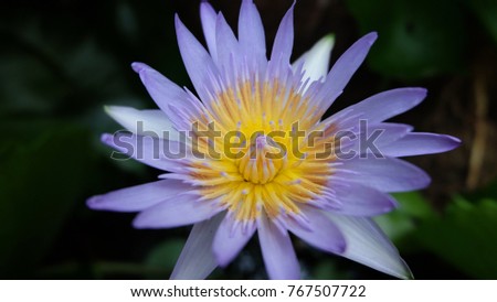 Close up Lotus flower single picture yellow center and Purple gimlet.
