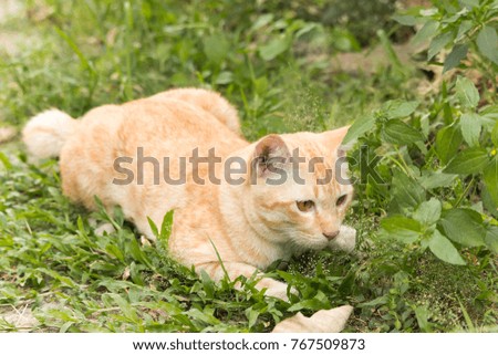 Happy cat in garden