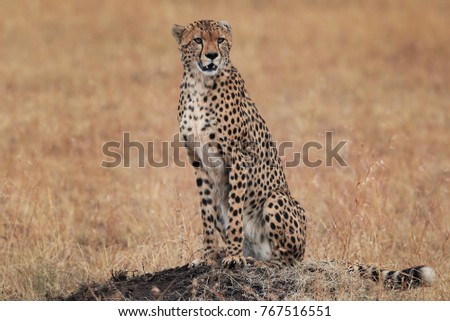 The cheetah sits on a hillock on the background of the yellowed grass 