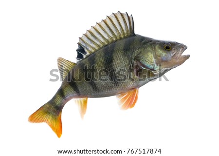 Perch fish trophy isolated on white background. Perca fluviatilis Royalty-Free Stock Photo #767517874