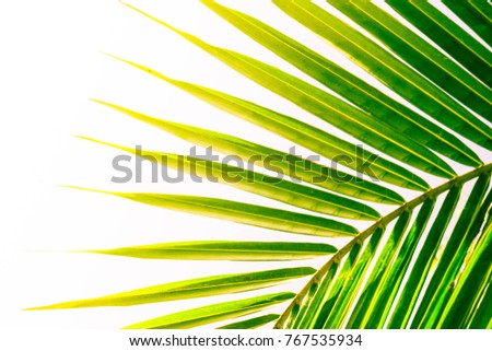 green and yellow sunlight of leaves on nature texture background,coconut,tree summer and pattern surface