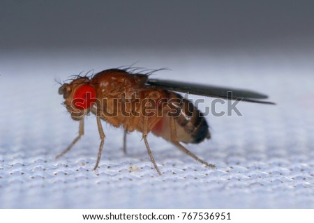 common fruit fly or vinegar fly Drosophila melanogaster is a species of fly in the family Drosophilidae. It is pest of fruits and food made from fruit Royalty-Free Stock Photo #767536951