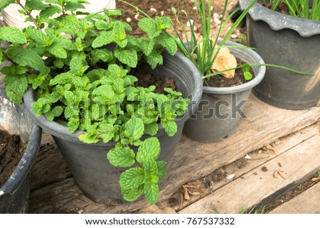 Kitchen Mint in potted,shallow depth of field,blurred background