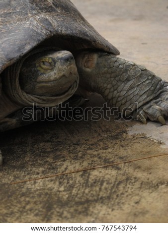 closeup thai turtle