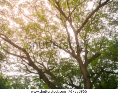 Blurred image natural green leaves with sun light, Abstract background bokeh