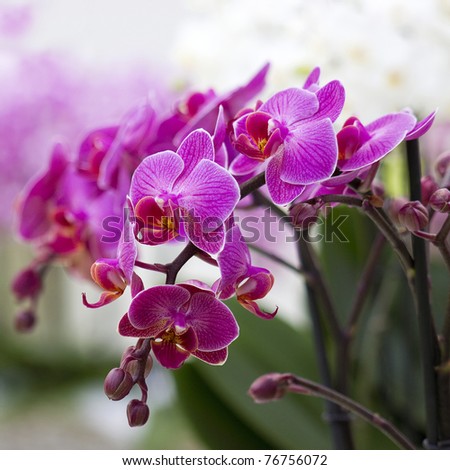 Beautiful purple orchid  - phalaenopsis Royalty-Free Stock Photo #76756072
