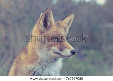 The eyes of a Red Fox in the dunes