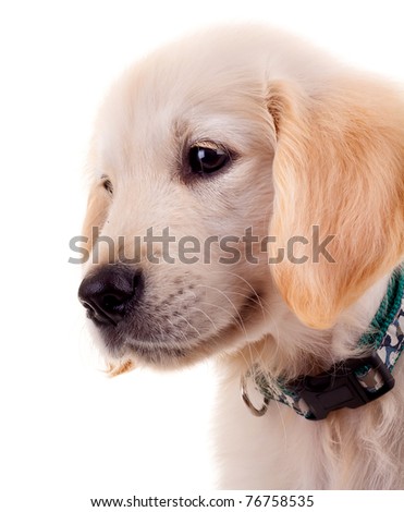 picture of a sad little golden retriever puppy over white