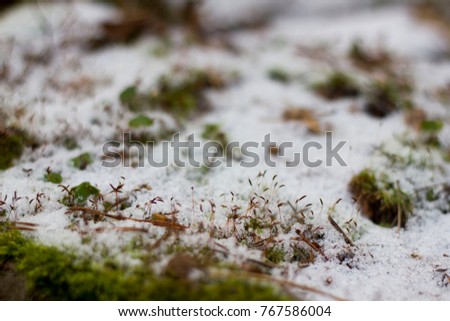 snow on the moss in the forest
