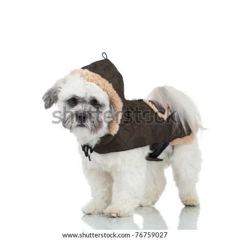 picture of a standing bichon havanese puppy, wearing dog clothes