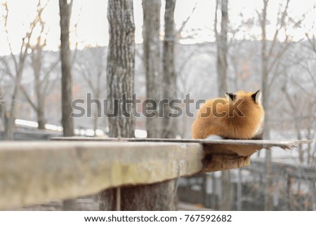 a fox is sleeping on the wood with the forest background 