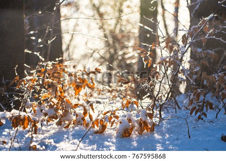 Nice winter scene in the forest