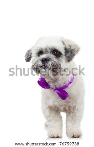 picture of a standing bichon havanese puppy, wearing a purple ribbon