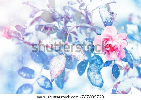 Beautiful pink roses and blue leaves in snow and frost in a winter park. Christmas artistic image.
