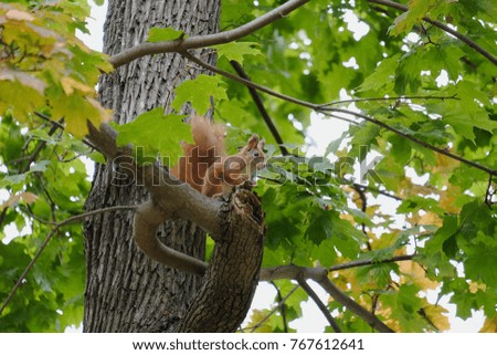 Squirrel on a bough of a tree in the forest
