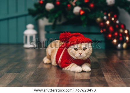 Cute ginger cat in red christmas sweater and knitted hat, christmas background. Christmas postcard. Royalty-Free Stock Photo #767628493