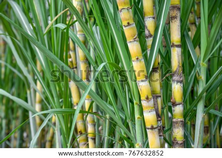 Sugarcane, agriculture economy. Royalty-Free Stock Photo #767632852