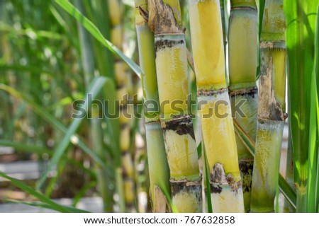 Sugarcane, agriculture economy. Royalty-Free Stock Photo #767632858