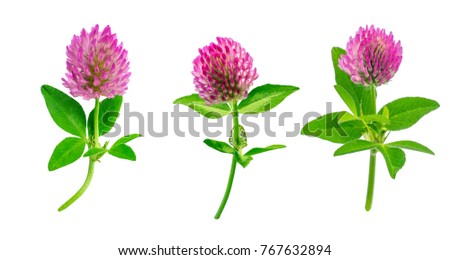Three one-large beautiful twigs of red meadow or forest clover with foliage and a stem, ready for editors isolated on white background set