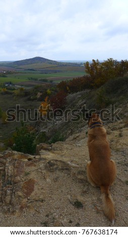 Dog walk on Velence Hills