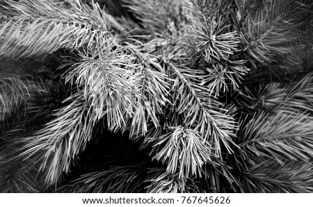 Beautiful winter backdrop. Nice fir branches. Close up. Wonderful background for your text. Christmas decoration. Stylish vintage. Black White Photography.