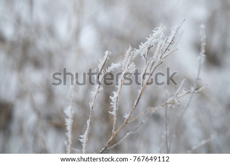 the picture of the branches and grass in frost