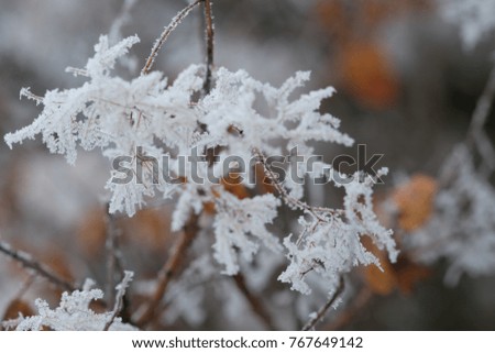 the picture of the branches and grass in frost
