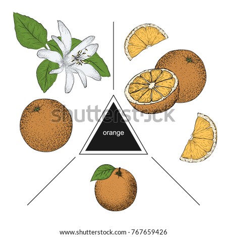 Set of fruits: whole orange, slices and orange flower. Vintage style. Hand drawn sketch on white background. Design elements for banner, cover, label, package, promote. 