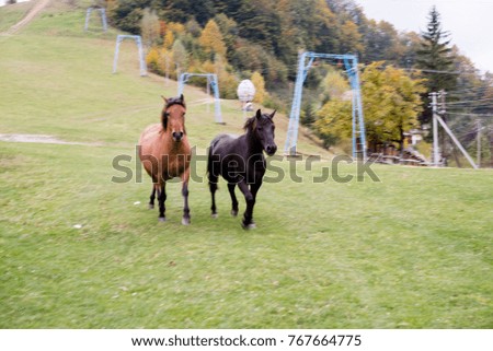Horses running in the fall