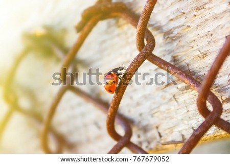The ladybird crawls along the metal rusty mesh up to the sun. The concept of persistence, perseverance in achieving the goal Royalty-Free Stock Photo #767679052