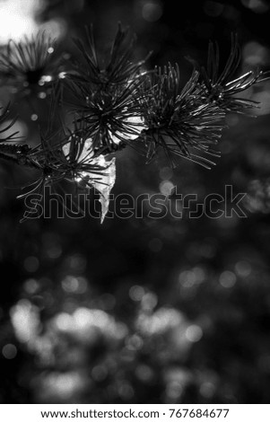 Snow on a branch, slowly melting, a moment in the woods in winter, black and white