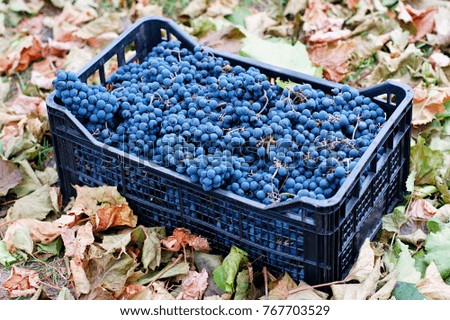 Baskets with fresh blue grapes