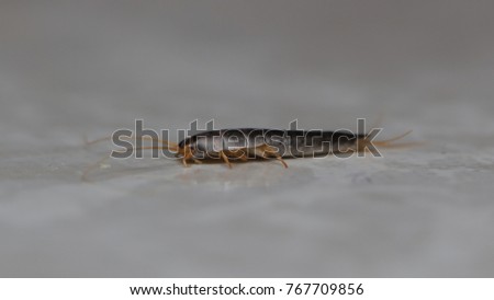 SIlverfish bug in the bathroom