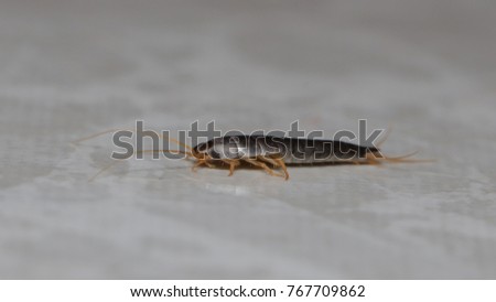 SIlverfish bug in the bathroom