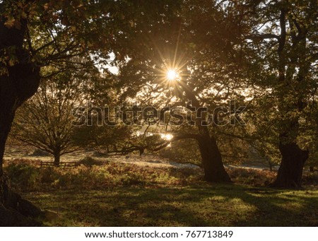 Early morning sun filtering through the tree in an English country park