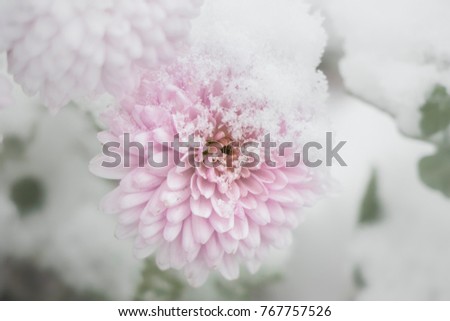 blooming chrysanthemum in winter