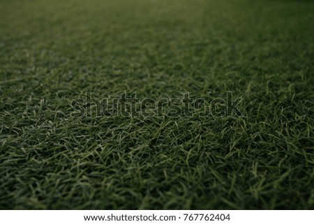 Field of fresh green  lawn grass texture natural background 
