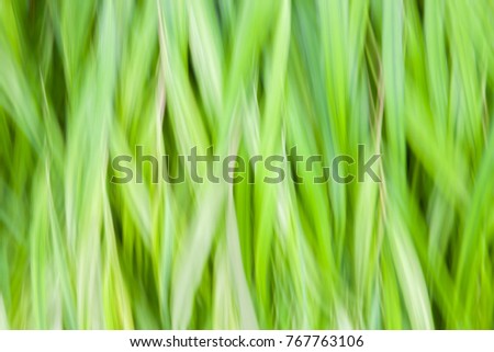 Grassy abstract image that was created by moving camera while taking shot of green plants. 