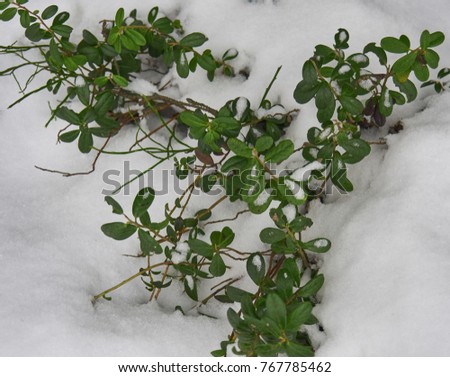 The coming winter. Shrubs of green cowberry under the first snow
