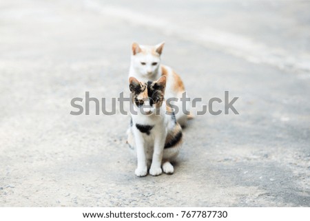 Two cats standing on the cement floor, Thai cat skin.