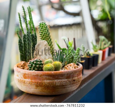 Group of Kalanchoe and succulent plants, decorated with rock in the garden tray. Mini cactus in cray pot, home garden, on terrace fence. Idea for small area home or office growing plant. Royalty-Free Stock Photo #767811232