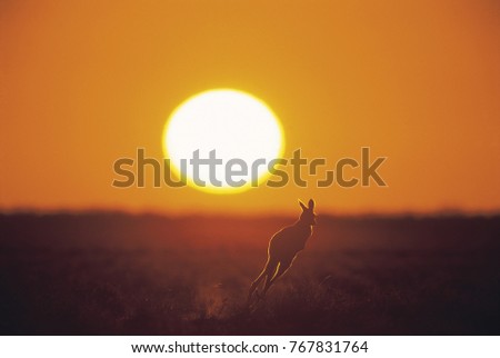 Kangaroo at sunset, outback Australia,