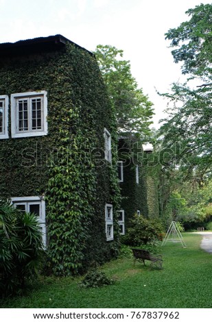 Exterior architecture and design of brick buildings covered with green creeper plants