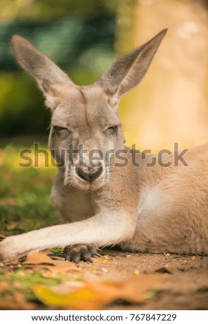 Australian kangaroo outdoors during the day time.