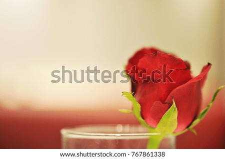 Vintage card of red flower rose over the bokeh background with place for you text