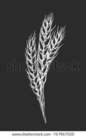 Hand drawn Wheat bread ears cereal crop sketch vector illustration. White ear isolated on black background.