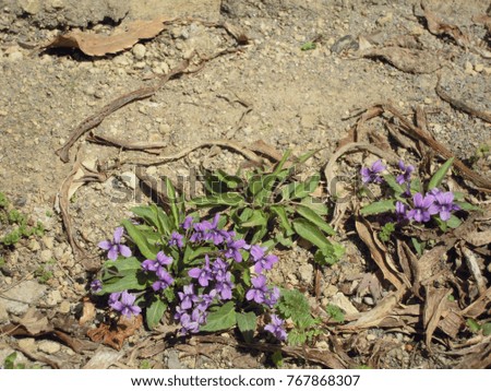 Violets grow in wasteland

